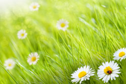 Daisy's and Grass